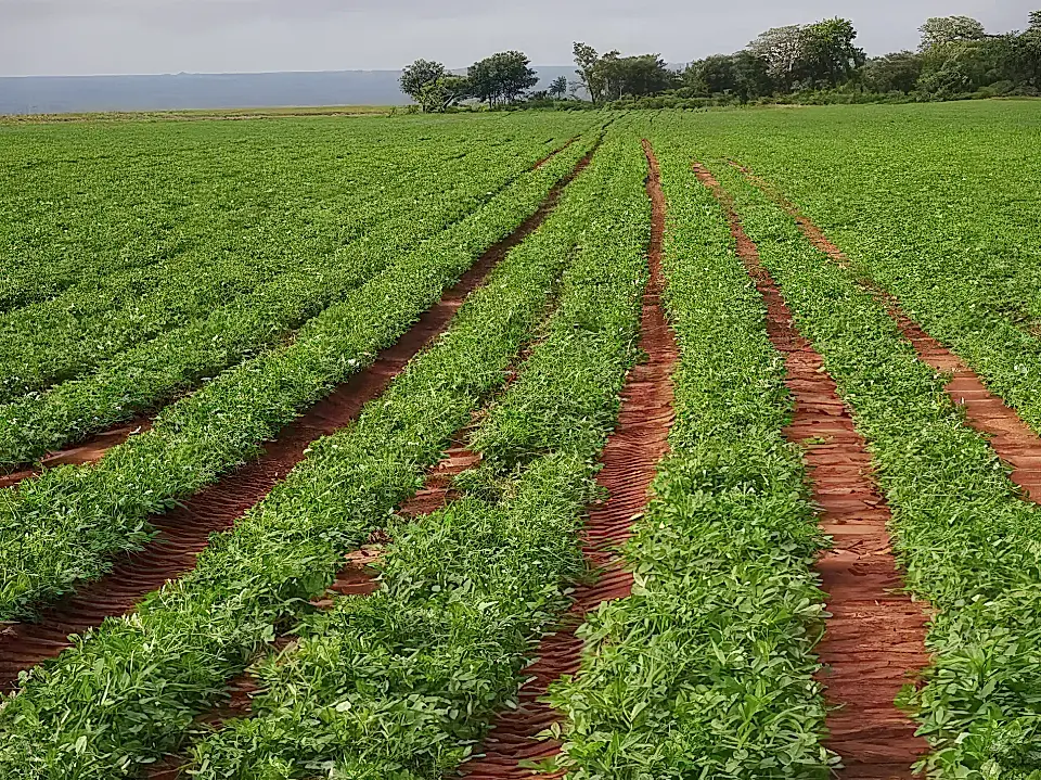 Commercial Mixed Crop Farm for Sale and Rent in Livingstone, Southern Province, Zambia